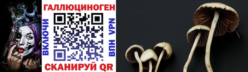 Галлюциногенные грибы MAGIC MUSHROOMS  Курчалой 
